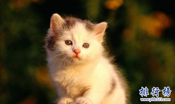 世界上最小的貓：新加坡貓，體重不超過2公斤