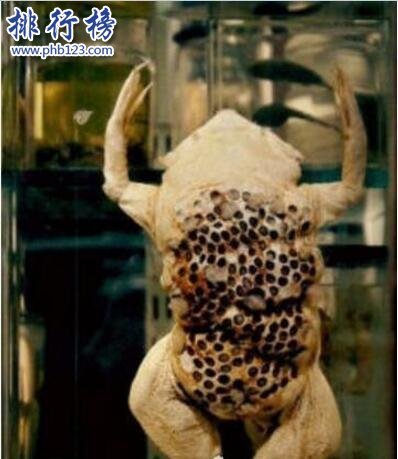 世界上最令人噁心的動物：琵琶蟾蜍,背部長滿小孔(圖片)