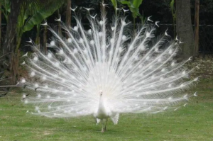 世界十大最美的鳥，第一是白孔雀，天鵝上榜