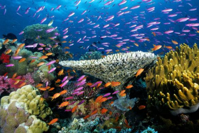 世界十大珊瑚礁 帶你領略不一樣的海底世界