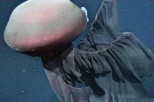 深海最恐怖的生物：冥河水母極像攝魂怪(體長可達11米)