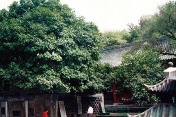 中國最古老的十大古樹