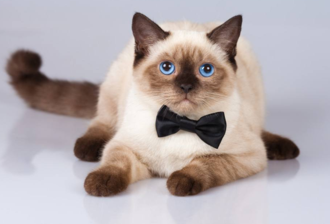 最溫順的四種寵物貓 第一名最為罕見，加菲貓上榜