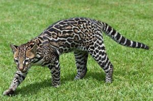 世界10大最兇悍喵星人 豹貓上榜，第九也被稱為“黃虎”