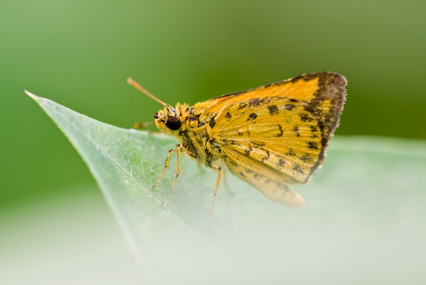 中國十大品種最多的蝴蝶