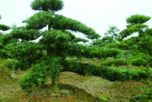 中國十大名樹苗，植物界大熊貓排第四，植物活化石上榜