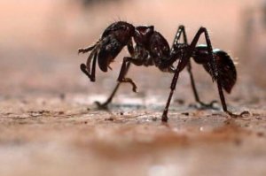 世界上最凶的10種螞蟻排名 行軍蟻上榜，第九很具攻擊性