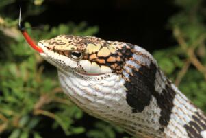 世界上最恐怖的蛇 眼鏡王蛇墊底,非洲騰蛇毒性無藥可治