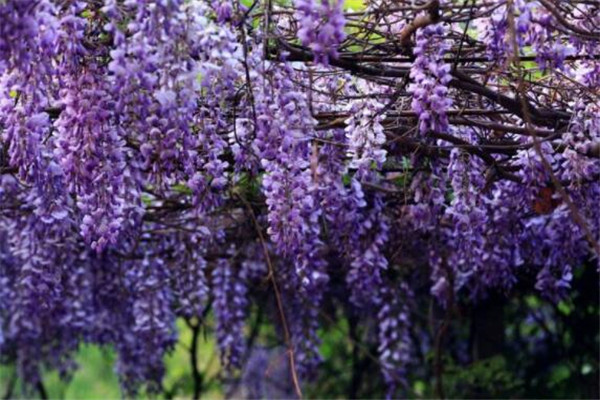 世界十大最悽美的花故事 紫藤為情而生，第八為冥界之花