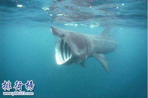 盤點懷孕時間最長的十種動物，姥鯊孕期長達三年！