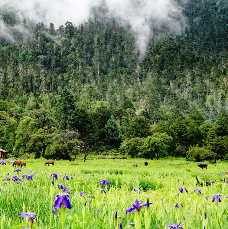 四月西藏最美旅遊景點排行榜
