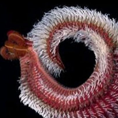 龐貝蠕蟲