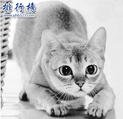 【組圖】世界上最小的貓：吉尼斯認證 僅7厘米