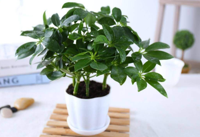 10種室內最好養的植物 觀賞價值高還可以淨化空氣