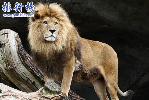 盤點十種陸地速度最快的動物，獵豹第一時速可達125公里