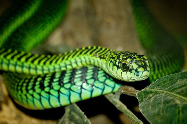 世界上最毒的蛇排名 非洲樹蛇