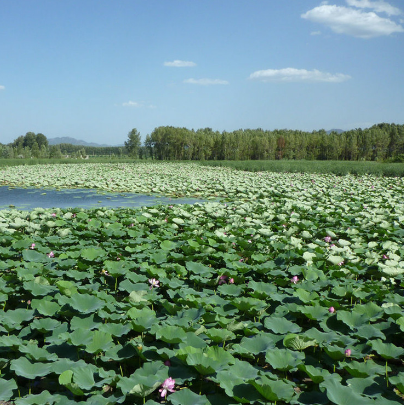 野鴨湖國家濕地公園