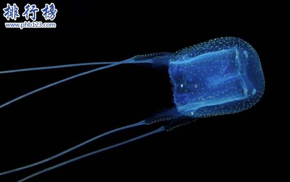 深海最恐怖的生物：冥河水母極像攝魂怪(體長可達11米)