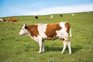 世界十大肉牛品種排名，比利時藍牛拍第六，日本和牛最頂級