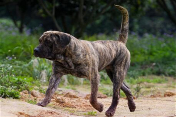 世界十大護衛犬 加納利犬比藏獒還猛，第一養起來很貴