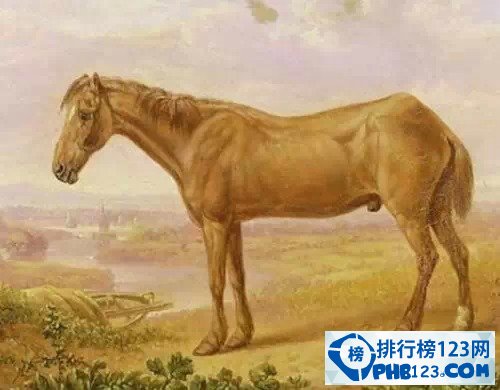 世界上最長壽的馬