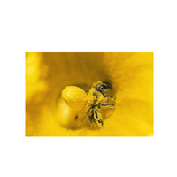 鮮花粉十大品牌排行榜