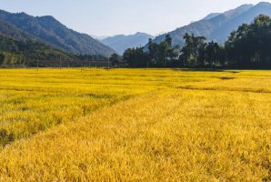 世界十大稻米生產國：孟加拉上榜，第一產量超2億噸