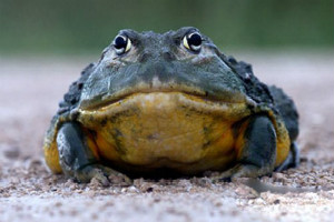世界上最具有攻擊性的青蛙,非洲牛箱頭蛙(地獄獵食者)