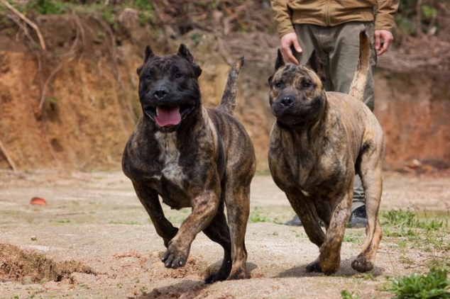 世界兇猛的十大護衛犬 藏獒上榜，高加索位列第一