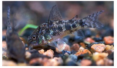 十大養不死的熱帶魚：適合新手養的熱帶魚觀賞魚