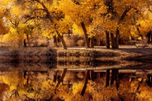 塔里木胡楊林遊玩指南-秋季來這拍照絕絕子