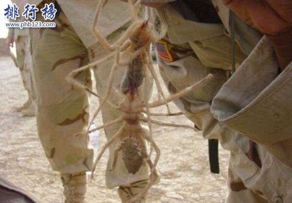 世界上最大的食人蛛：駱駝蜘蛛，可吞下自身體重3倍的物體(長25厘米)