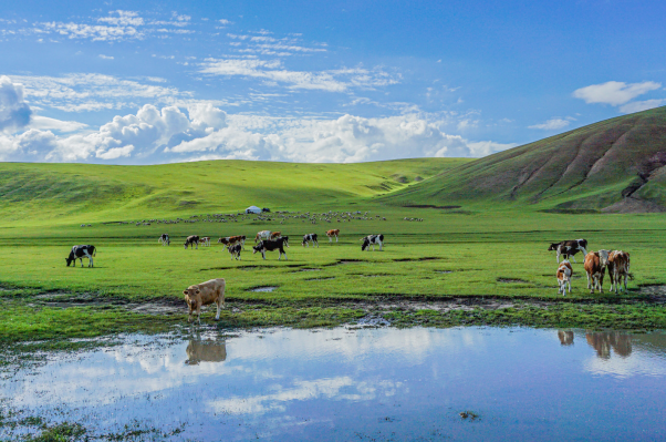 內蒙古8月適合逛的景點排行