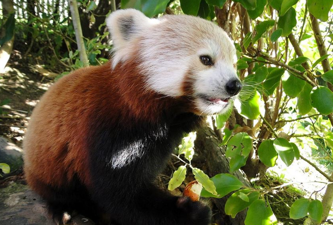 世界最著名十大動物園 赫爾辛基位列第一，中國無一上榜