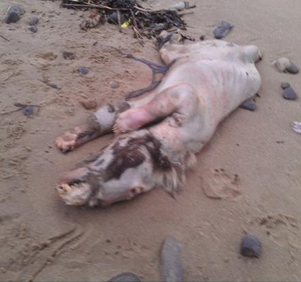 同樣在2013年，英國威爾斯彭布魯克郡居民在滕比南灘上發現一隻令人毛骨悚然的動物屍體，其皮膚表面無毛，部分肢體殘缺，長著大嘴似乎在嚎叫，還長有獠牙，表情猙獰。
