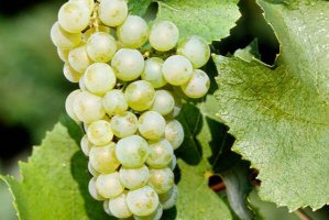 盤點世界十大白葡萄品種，長相思上榜，第二主要產自德國