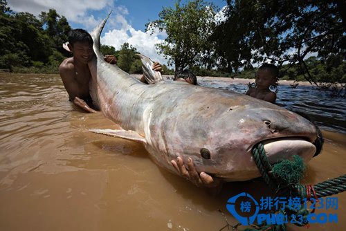 世界上最大的鯰魚