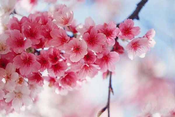 櫻花水乳適合多大年齡