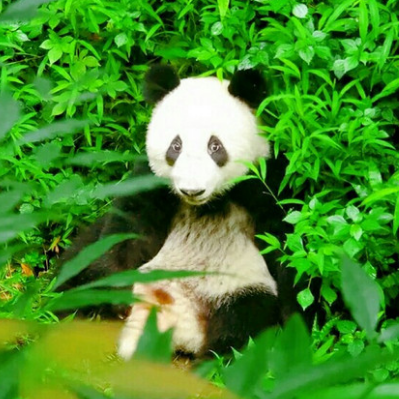 熊貓生態公園