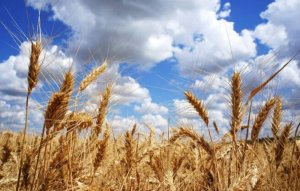 2017年全國各省糧食產量排行榜，黑龍江糧產占比排名第一