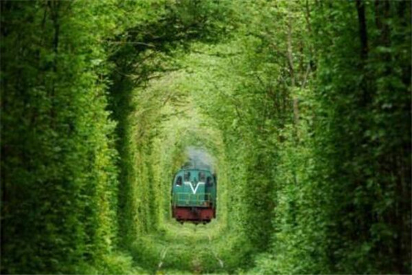 世界最美的十大樹隧道 烏克蘭愛的隧道一定要去