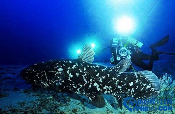 世界上最古老的動物之腔棘魚