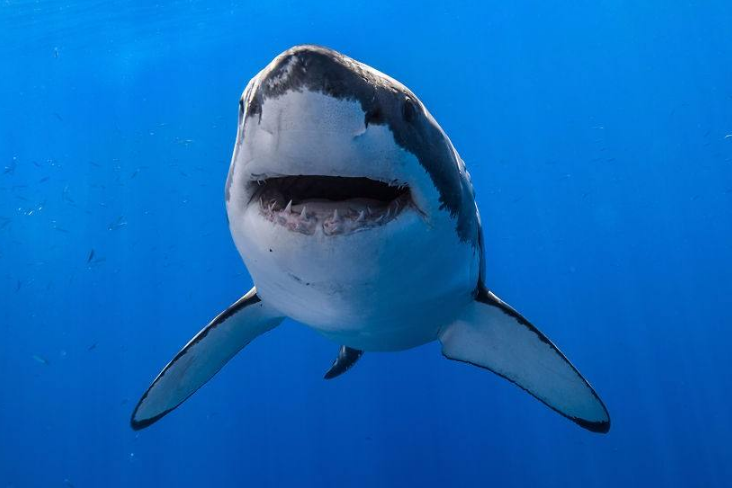 世界上最危險的十大動物 大白鯊僅列第五，大象最兇猛