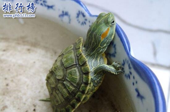 世界上智商最高的烏龜：巴西龜，能辨別主人