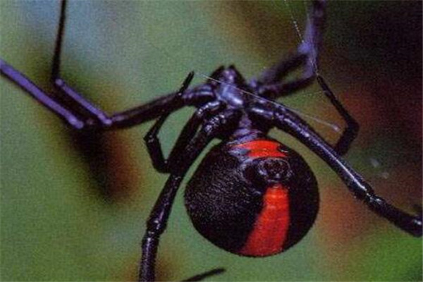 世界最毒十大蜘蛛 紅背蜘蛛上榜，悉尼漏斗網蛛15分鐘能致死