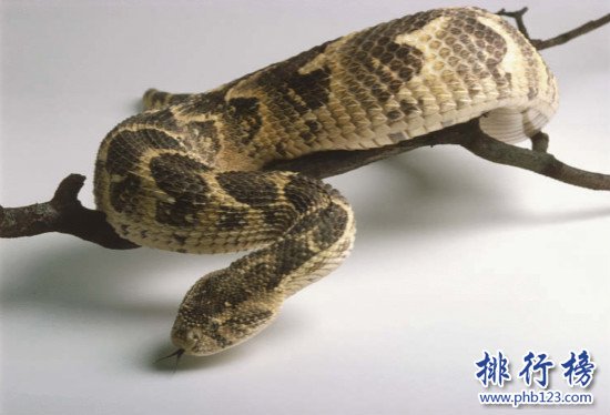 世界上最毒的蛇排名,細鱗太攀蛇一口毒死25萬隻老鼠