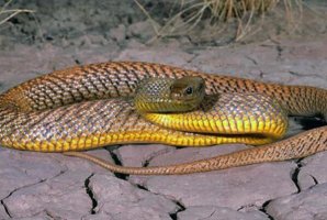 世界十大劇毒蛇排名 眼鏡王蛇僅第十,第一可殺死20萬隻老鼠