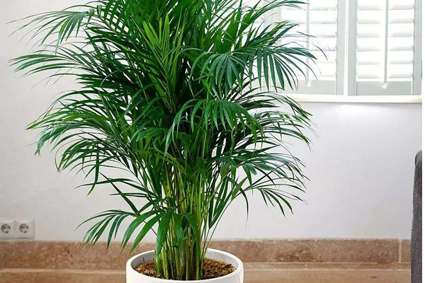 淨化室內空氣的十大盆栽 健康又美觀，虎皮蘭、常青藤上榜