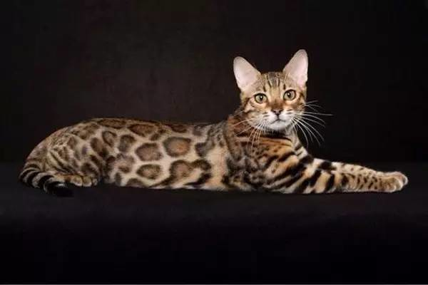 世界最貴的貓排行榜,阿什拉豹貓61萬折耳貓英短最便宜