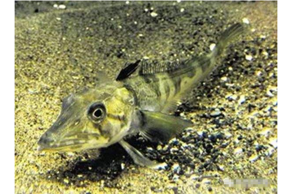 世界十大最古怪的魚 食人魚上榜，第一像女巫
